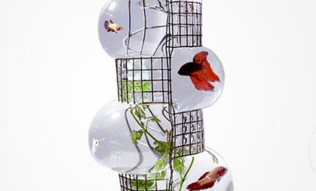 Inspirasi Model Aquarium Ikan Cupang Minimalis Inspirasi Model Aquarium Ikan Cupang Minimalis