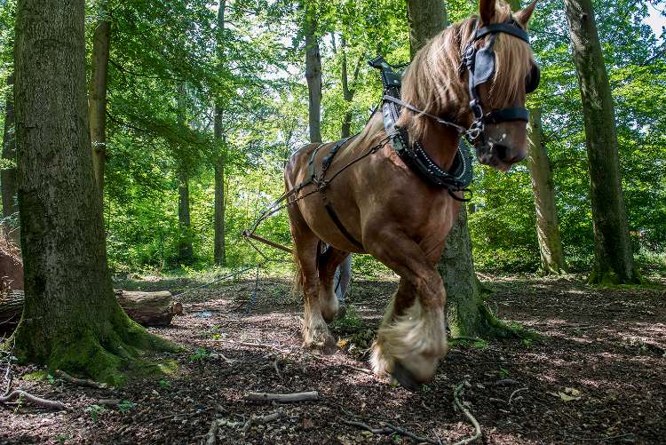 Cara Meningkatkan Kekuatan Horse Power