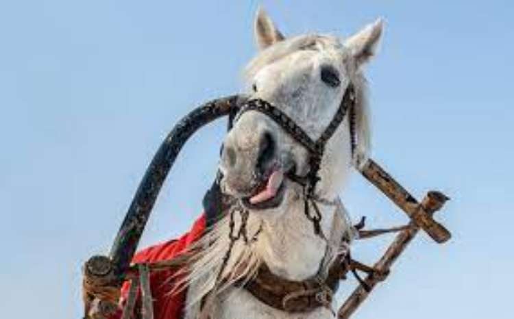 Pengertian Daya Kuda (Horse Power)