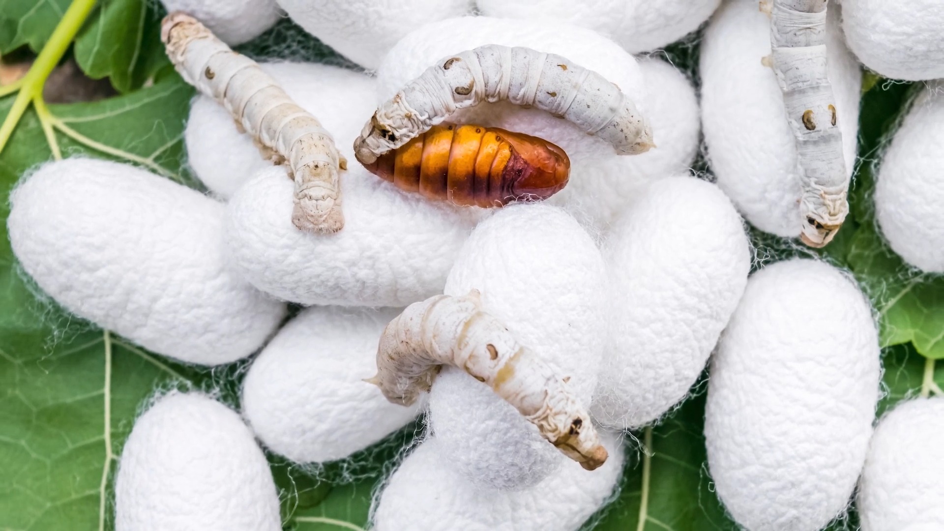 apa yang dimaksud dengan bahan serat 2